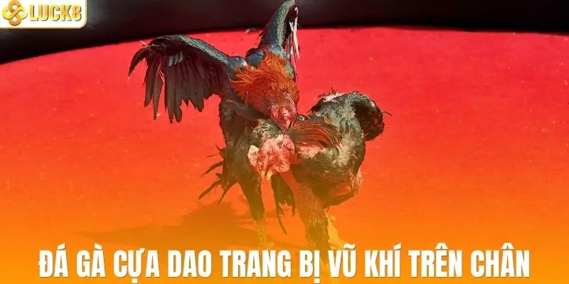 Đá gà cựa dao được trang bị vũ khí trên chân