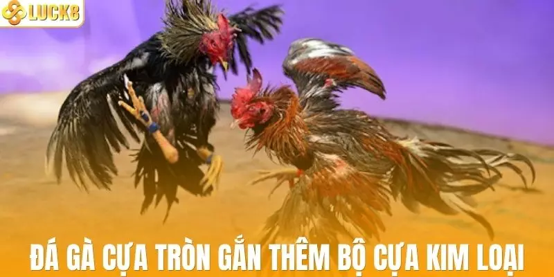 Đá gà cựa tròn được gắn thêm bộ cựa kim loại