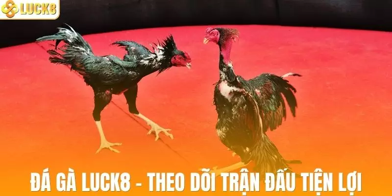 Đá gà LUCK8 giúp bạn theo dõi trận đấu tiện lợi