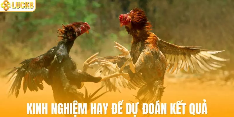 Kinh nghiệm hay để dự đoán kết quả trận đấu hiệu quả