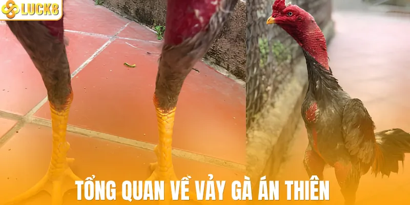Tổng quan về vảy gà án thiên 